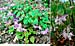 Epimedium X Lilac Cascade CC950236