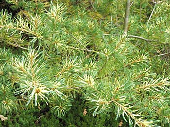 Pinus-parviflora-Himeko janome