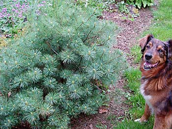 Pinus strobus Elkins dwarf