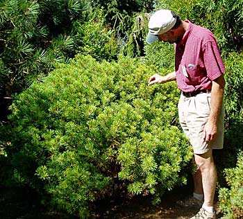 Pinus strobus Sea-Urchin-25yrs