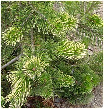 Pinus cembroides Pina Nevada