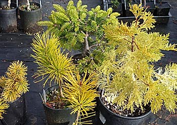 Yellow Conifers